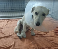 Four Paws, ветеринарна клініка фото