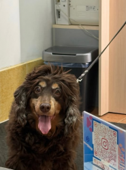 Vet doctor plus, ветеритарна клініка фото