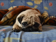 VetExpert, ветеринарний сервіс фото