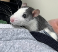 Екоцентр Локес, ветеринарна клініка фото