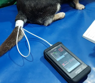 Стаціонар ветеринарної клініки VetLik фото