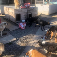 Animals, ветеринарная клиника фото