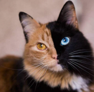 Оленятко, ветеринарна клініка фото