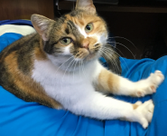 Собаче Серце, ветеринарна клініка фото