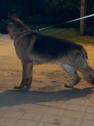 Фенріс, приватний ветеринарний кабінет фото