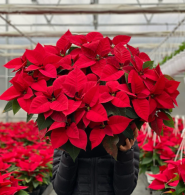 Квіти Буковини, доставка квітів фото