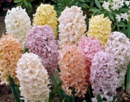 Садовий центр ЕДіС фото