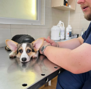 Doktor Zoo, ветеринарная клиника фото