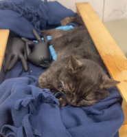 VetHelp,  ветеринарна клініка фото