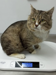 Vet doctor plus, ветеритарна клініка фото