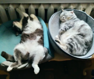 VetExpert, ветеринарний сервіс фото