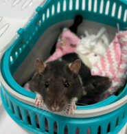 Екоцентр Локес, ветеринарна клініка фото