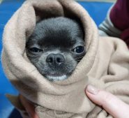 Стаціонар ветеринарної клініки VetLik фото