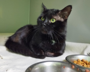 ВетЕксперт, ветеринарна клініка фото