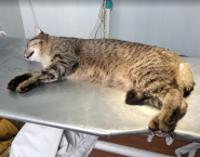 Animal Service, ветеринарная клиника фото