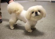 Happy Pets, грумінг-салон фото