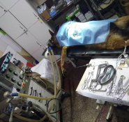 Звірятко, мережа ветеринарних клінік фото