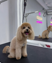 Lulu Dog, грумінг готель фото
