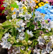 Oazys, квітковий магазин фото