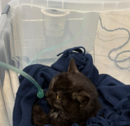 VetHelp,  ветеринарна клініка фото