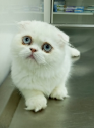 Vet doctor plus, ветеритарна клініка фото