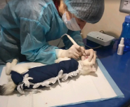 ДоброДій, веткабінет фото