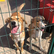 Animals, ветеринарная клиника фото