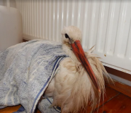 Цімбор, ветеринарна клініка фото