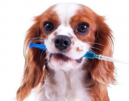 Зоофарм, ветеринарная аптека фото