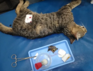 Animal Service, ветеринарная клиника фото