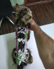 10 друзів, ветеринарна клініка фото