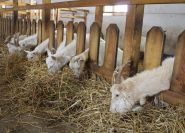 Chevrette, сімейна ферма фото