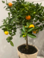 Квітка, квітковий магазин на проспект Дзюби фото