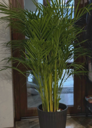 flowers.garden_opt фото