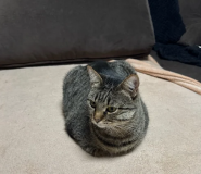 Druzi Vet, ветеринарная клиника фото