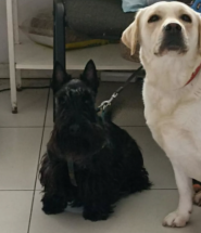 Vet Comfort, ветеринарний центр фото