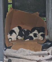 Клуб 4 лапи, ветеринарна аптека фото