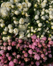 kvitycentr, квіти фото