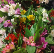 Oazys, квітковий магазин фото