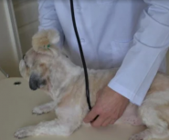 Druzi Vet, ветеринарная клиника фото