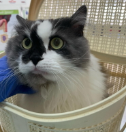 Vet Comfort, ветеринарний центр фото