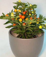 Nina, квітковий бутік фото