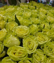 Flower Land, магазин цветов фото