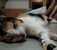 VetМир, ветеринарная клиника фото