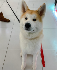 Vet Comfort, ветеринарний центр фото