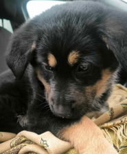 Клуб 4 лапи, ветеринарна аптека фото