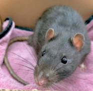 Vet Comfort, ветеринарний центр фото