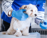 Ветдопомога, ветеритарна клініка фото