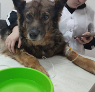 Vet Family, ветеринарная клиника фото