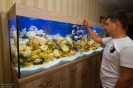 Palamarchuk Aqua Design, студія акваріумів фото